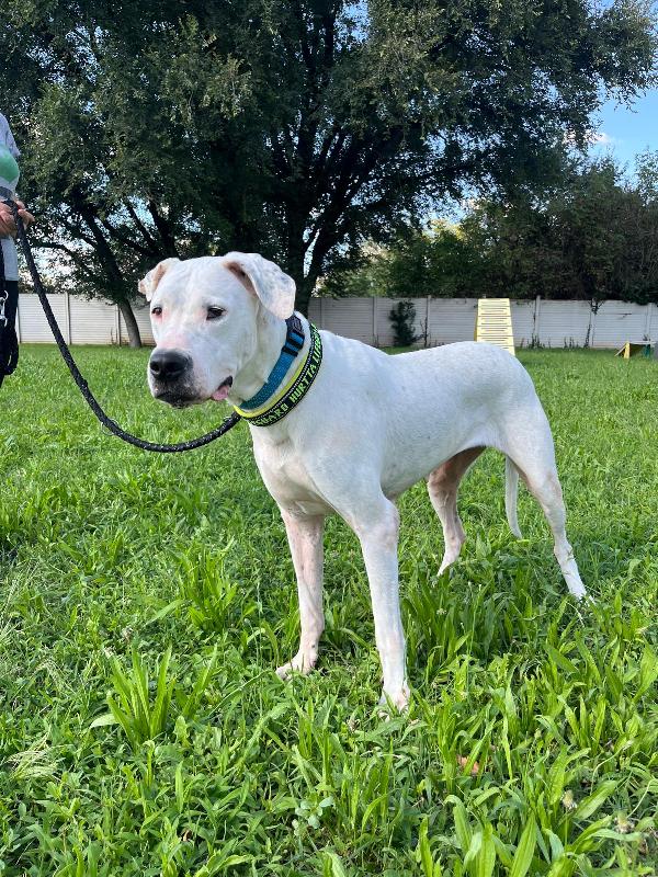 LOLA DOGO ARGENTINO Foto 4